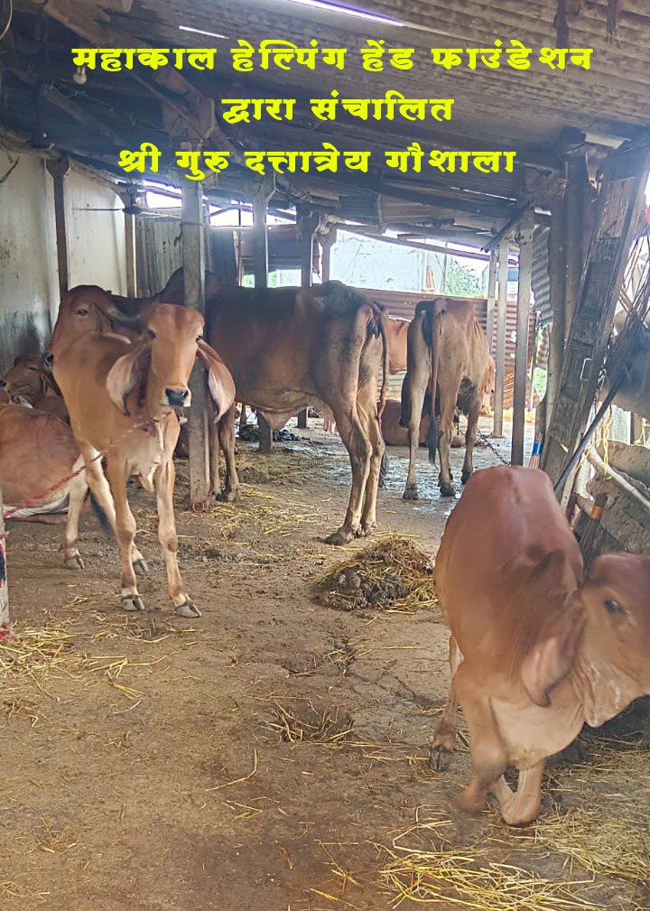 Gau Seva Activity